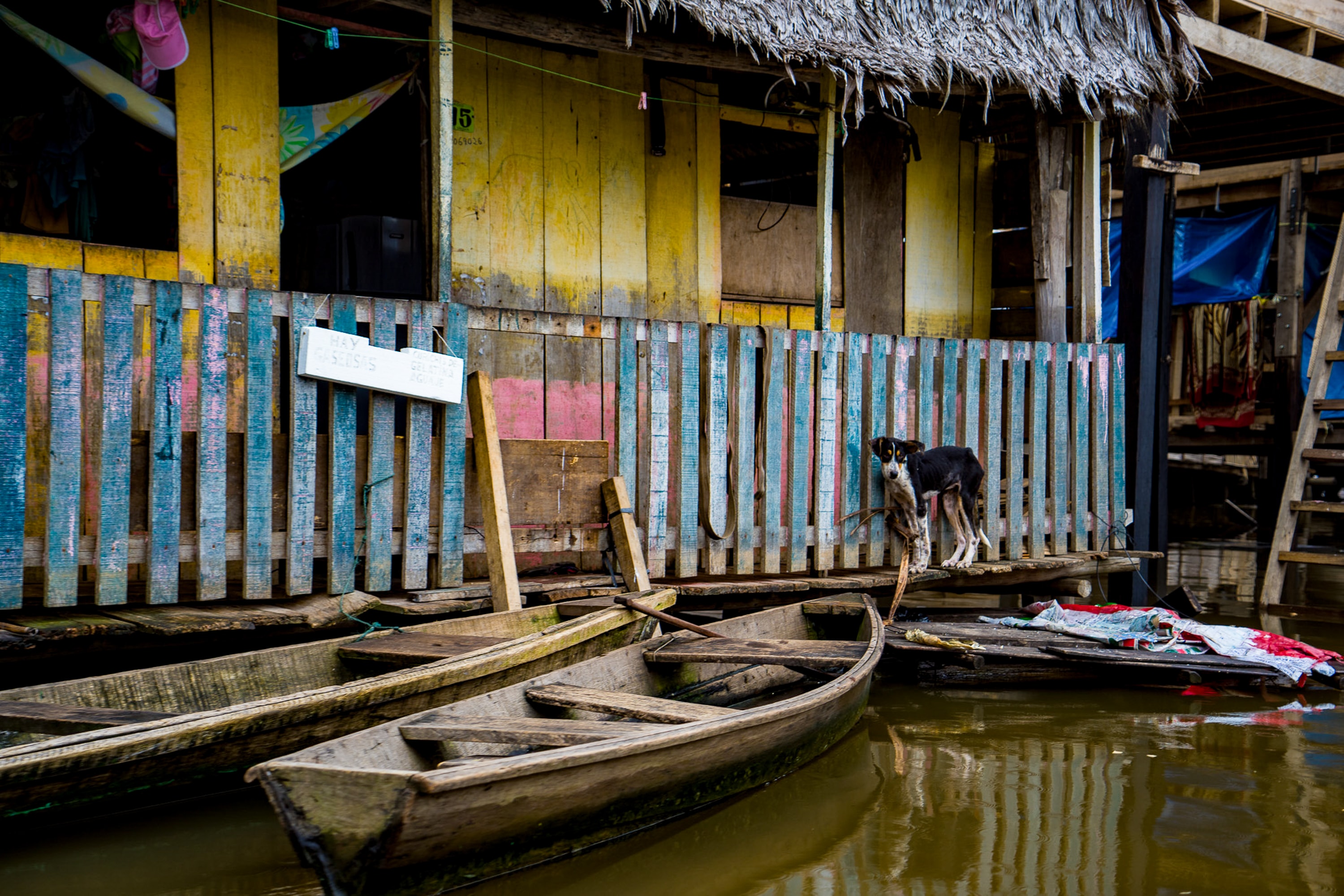 Dog on the amazon - Iquitos, Peru