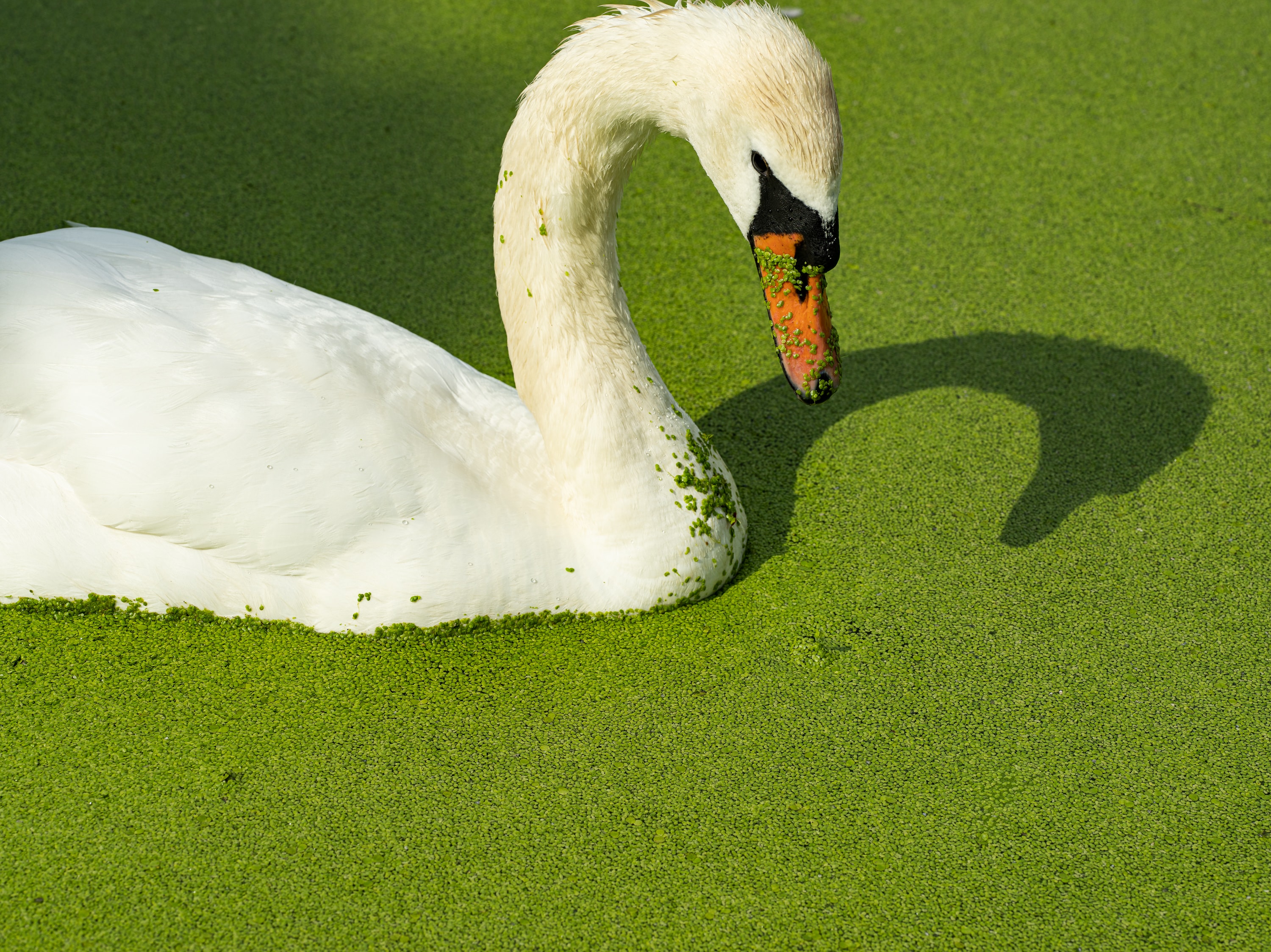 swan on prospect park lake