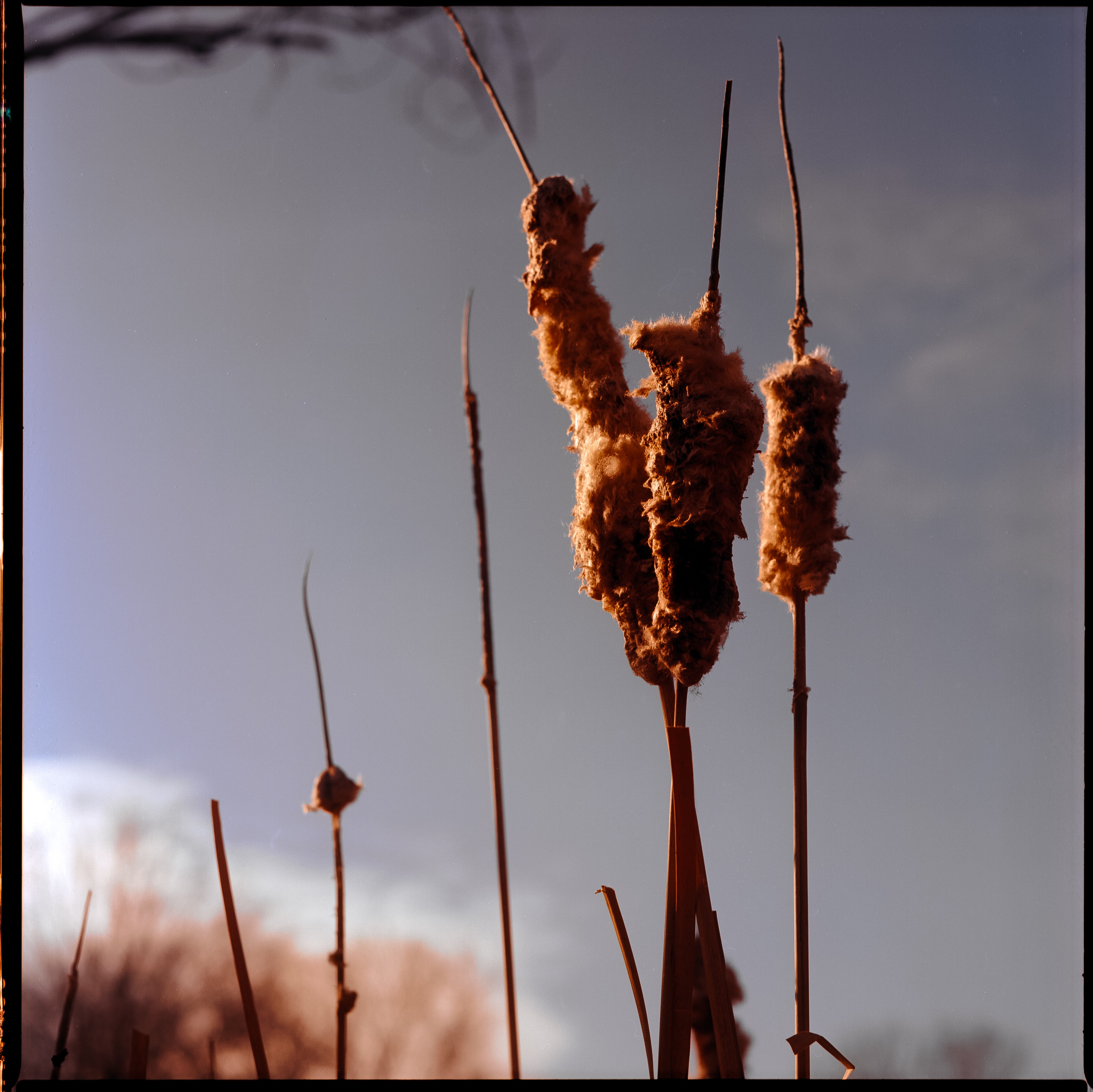 New jersey cat tails