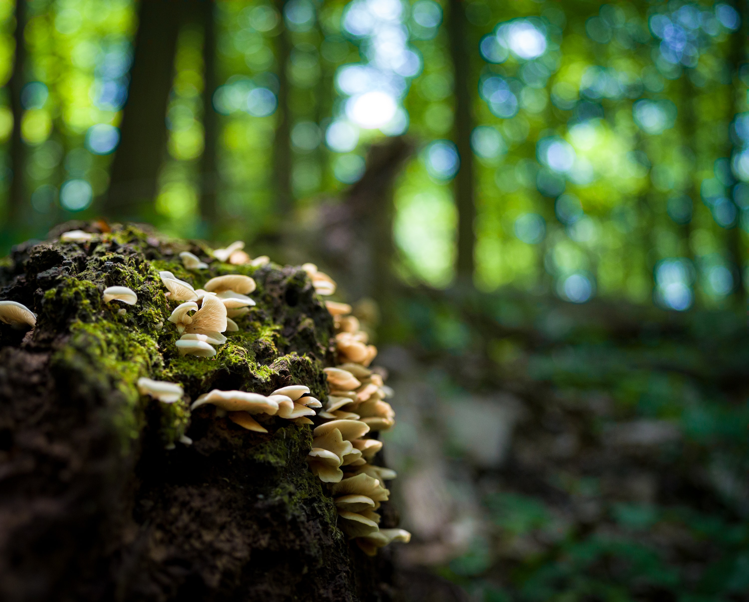 fungus on the deadfall