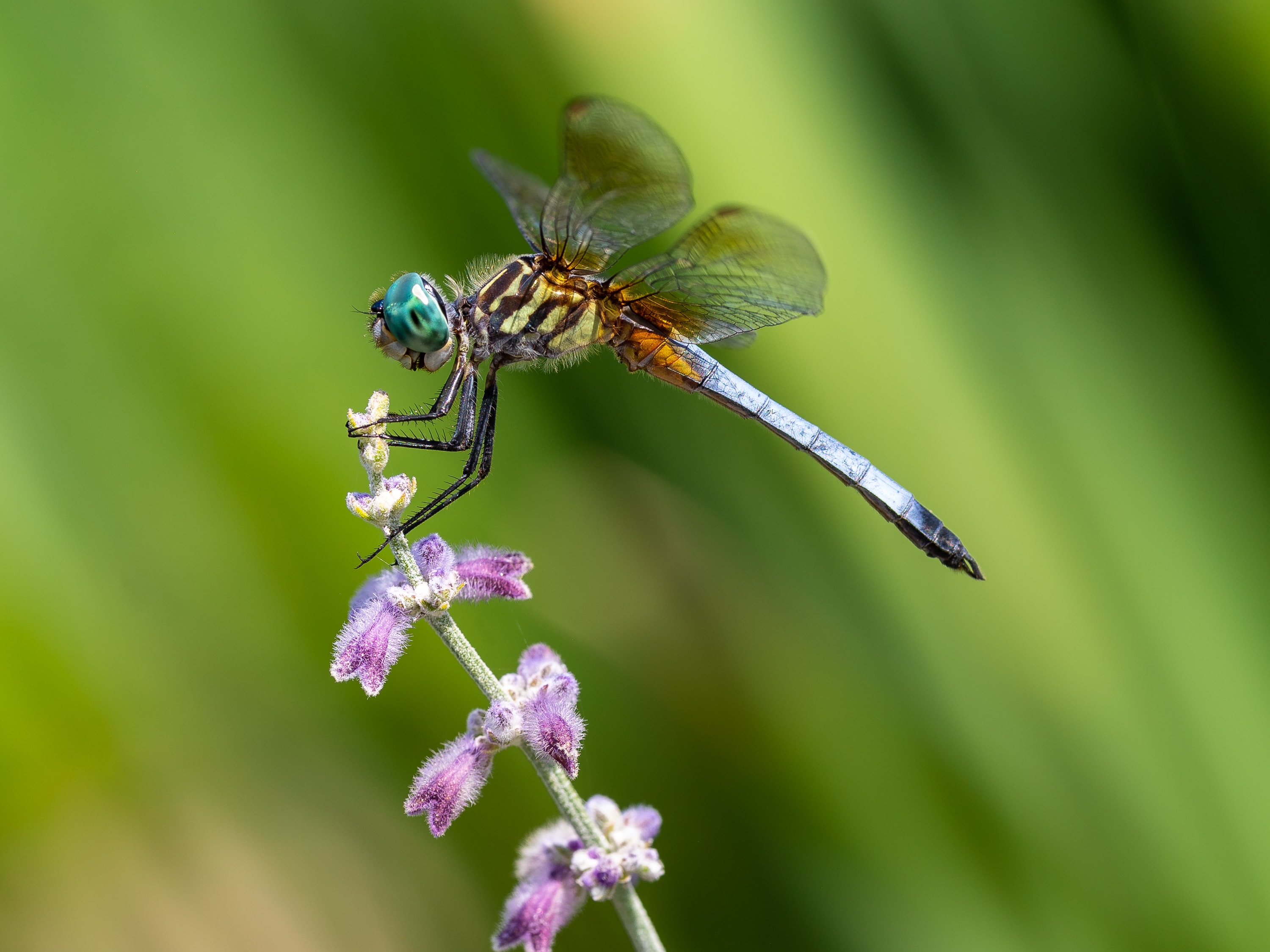 dragonfly on flower