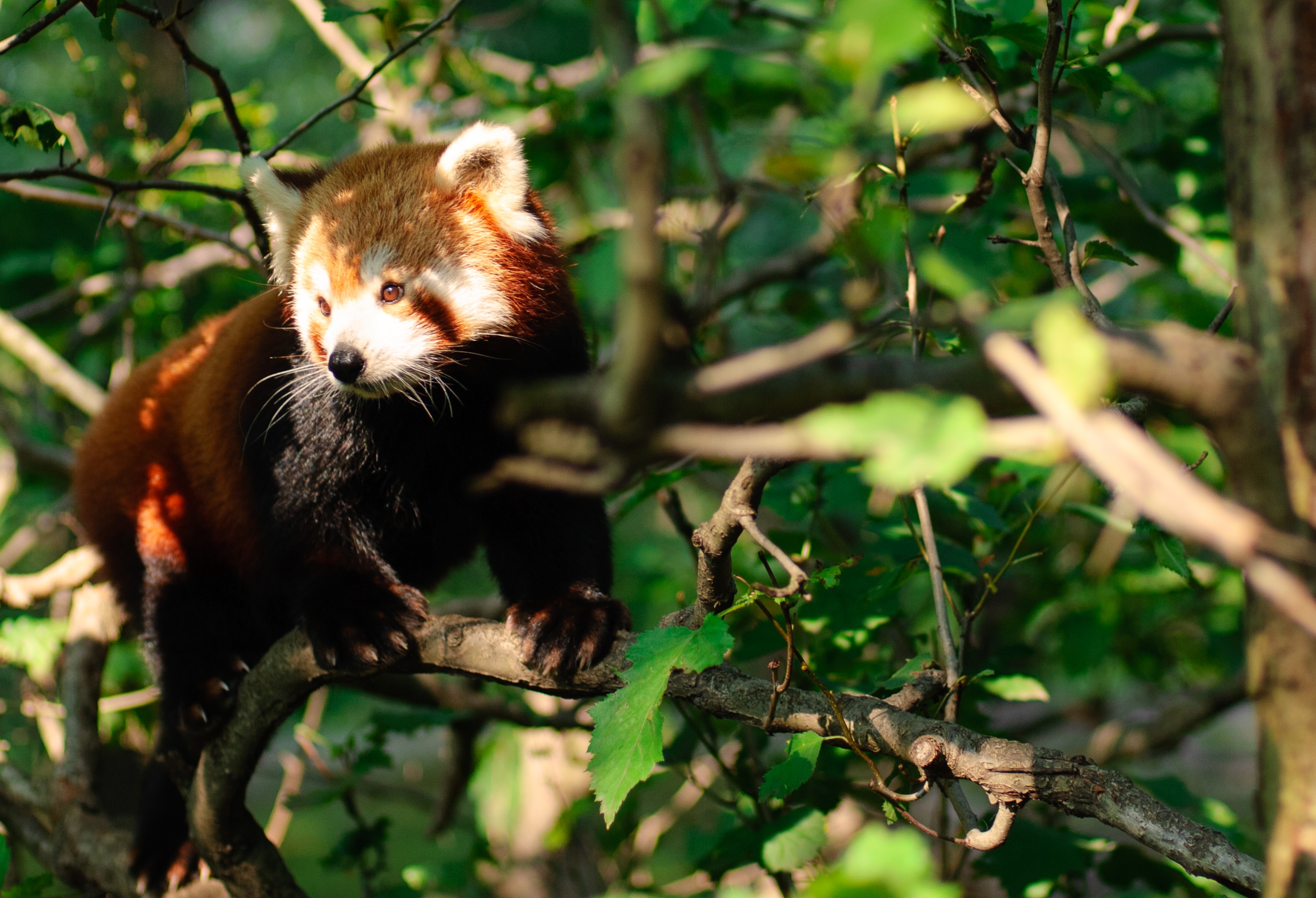 red panda